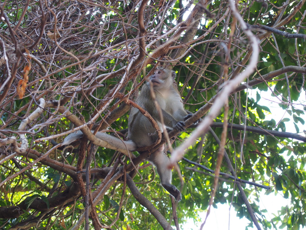 A monkey near Ao Nang Beach