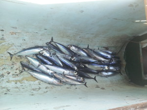 A boat full of fish